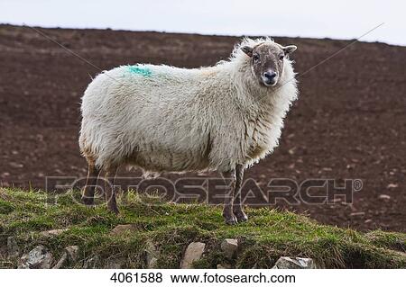 Sheep marked with blue on wool, near Traeth Llyfn beach, Pembrokeshire Coast Path; Pembrokeshire, Wales View Large Photo Image Stock Photo - Sheep marked with blue on wool, near Traeth Llyfn beach, Pembrokeshire Coast Path; Pembrokeshire, Wales. Fotosearch