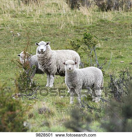 Stock Image - Sheep on a grass field; Torres del Paine, Magallanes and Antartica Chilena Region, Chile. Fotosearch