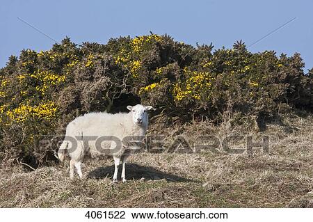 Stock Image - Sheep on cliffside above Traeth Llyfn beach on the Pembrokeshire Coast Path; Wales. Fotosearch