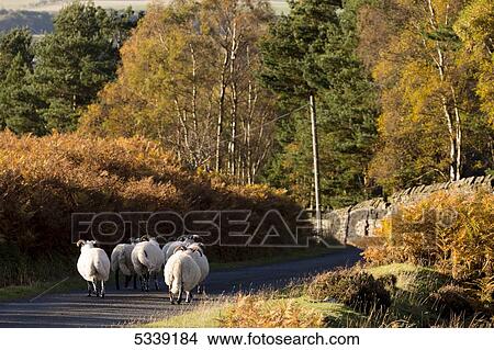 Sheep walking down a road with trees in autumn colours; Northumberland, England View Large Photo Image Picture - Sheep walking down a road with trees in autumn colours; Northumberland, England. Fotosearch