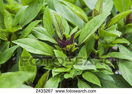 Siam Queen Thai Basil (Ocimum basilicum); Toronto, Ontario, Canada View Large Photo Image Stock Photo - Siam Queen Thai Basil (Ocimum basilicum); Toronto, Ontario, Canada. Fotosearch