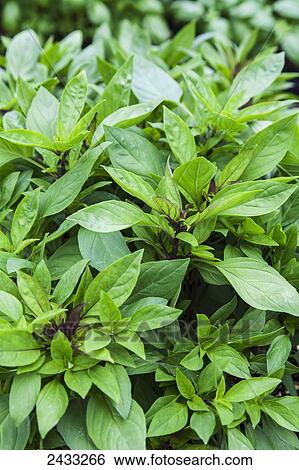 Siam Queen Thai Basil (Ocimum basilicum); Toronto, Ontario, Canada View Large Photo Image Stock Photograph - Siam Queen Thai Basil (Ocimum basilicum); Toronto, Ontario, Canada. Fotosearch