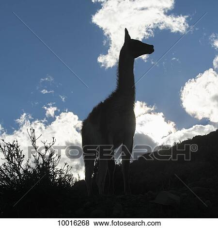 Stock Photo - Silhouette of a guanaco (Lama guanicoe) against a blue sky and cloud, Torres del Paine National Park; Torres del Paine, Magallanes and Antartica Chilena Region, Chile. Fotosearch