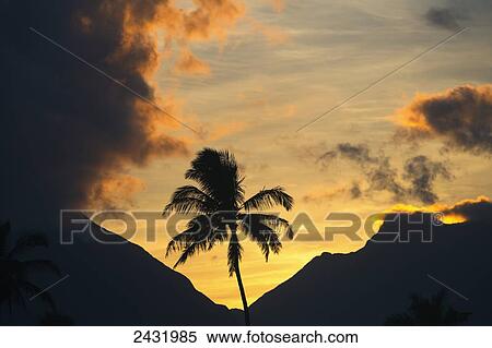 Silhouette of palm tree at sunset and the West Maui Mountains; Spreckelsville, Maui, Hawaii, United States of America View Large Photo Image Stock Photography - Silhouette of palm tree at sunset and the West Maui Mountains; Spreckelsville, Maui, Hawaii, United States of America. Fotosearch