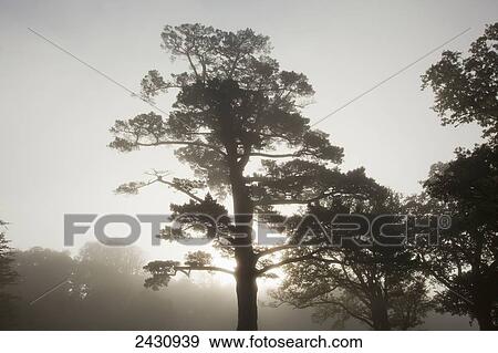 Stock Photo - Silhouette of trees backlit by glowing sunlight through the fog; Killarney, County Kerry, Ireland. Fotosearch