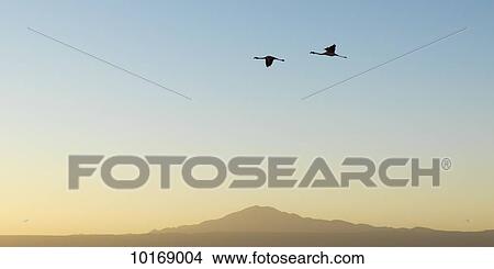 Picture - Silhouette of two birds flying across a blue sky at sunset; San Pedro de Atacama, Antofagasta Region, Chile. Fotosearch