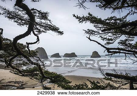 Sitka Spruce frames the beach; Cannon Beach, Oregon, United States of America View Large Photo Image Stock Photo - Sitka Spruce frames the beach; Cannon Beach, Oregon, United States of America. Fotosearch