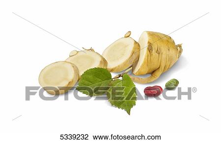 Slices of a root vegetable with green leaves and seeds View Large Photo Image Stock Image - Slices of a root vegetable with green leaves and seeds. Fotosearch