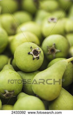 Stock Image - Small, green Croatian pears; Toronto, Ontario, Canada. Fotosearch