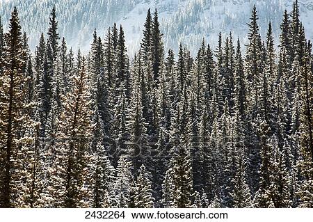 Picture - Snow covered evergreen trees highlighted by the sun with mountain slope in the background, Alberta, Canada. Fotosearch