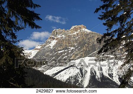 Stock Photo - Snow covered mountain peak framed between evergreen trees with blue sky and clouds; Field, British Columbia, Canada. Fotosearch
