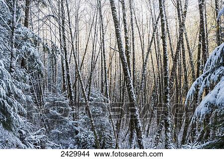 Snow falls on the alders; Astoria, Oregon, United States of America View Large Photo Image Picture - Snow falls on the alders; Astoria, Oregon, United States of America. Fotosearch