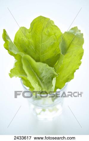 Sorrel leaves in a glass of water; Montreal, Quebec, Canada View Large Photo Image Stock Photo - Sorrel leaves in a glass of water; Montreal, Quebec, Canada. Fotosearch