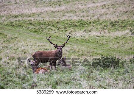 Stock Photo - Stag deer standing with young deer laying in the grass at it's feet. Fotosearch
