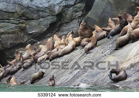Steller Sea Lions (Eumetopias jubatus) resting in a rookery along Lynn Canal, Inside Passage, Southeast Alaska; Alaska, United States of America View Large Photo Image Picture - Steller Sea Lions (Eumetopias jubatus) resting in a rookery along Lynn Canal, Inside Passage, Southeast Alaska; Alaska, United States of America. Fotosearch