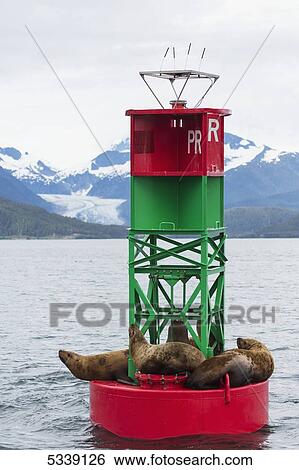 Stock Photograph - Steller Sea Lions (Eumetopias jubatus) resting on a channel marker in Lynn Canal, Southeast Alaska; Alaska, United States of America. Fotosearch
