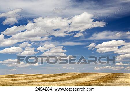 Picture - Stubble fields with graphic harvest lines with blue sky and clouds; Alberta, Canada. Fotosearch