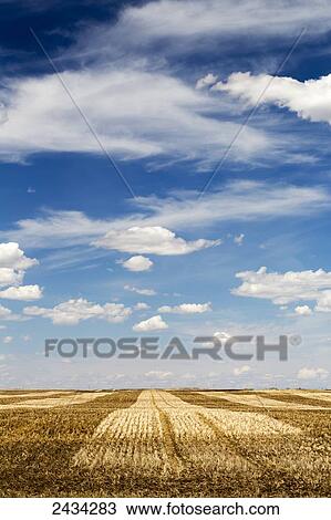 Stubble fields with graphic harvest lines with blue sky and clouds; Alberta, Canada View Large Photo Image Stock Image - Stubble fields with graphic harvest lines with blue sky and clouds; Alberta, Canada. Fotosearch