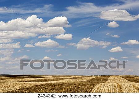 Stubble fields with graphic harvest lines with blue sky and clouds; Alberta, Canada View Large Photo Image Stock Image - Stubble fields with graphic harvest lines with blue sky and clouds; Alberta, Canada. Fotosearch