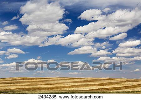 Stock Photography - Stubble fields with graphic harvest lines with blue sky and clouds; Alberta, Canada. Fotosearch