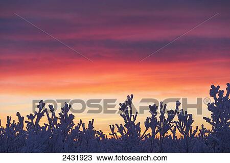 Sunrise in the skies; Old Crow, Yukon, Canada View Large Photo Image Stock Image - Sunrise in the skies; Old Crow, Yukon, Canada. Fotosearch