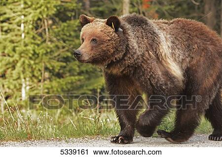 Tagged grizzly bear, Banff National Park; Banff, Alberta, Canada View Large Photo Image Stock Image - Tagged grizzly bear, Banff National Park; Banff, Alberta, Canada. Fotosearch