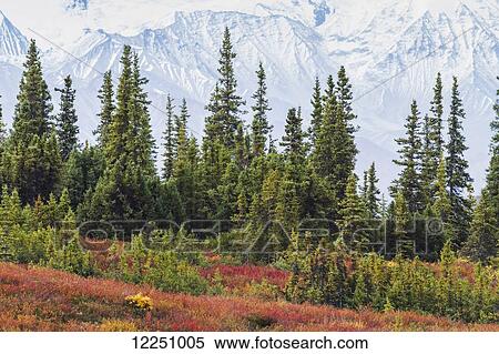Taiga (boreal) forest and tundra near Wonder Lake in Denali National Park, interior Alaska, with the snow-covered mountains of the Alaska Range near the base of Mt. McKinley in the background. Fall. View Large Photo Image Stock Photography - Taiga (boreal) forest and tundra near Wonder Lake in Denali National Park, interior Alaska, with the snow-covered mountains of the Alaska Range near the base of Mt. McKinley in the background. Fall.. Fotosearch