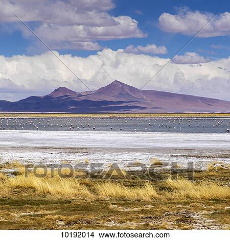 Tara Salt Flat, Salar de Atacama; San Pedro de Atacama, Antofagasta Region, Chile View Large Photo Image Picture - Tara Salt Flat, Salar de Atacama; San Pedro de Atacama, Antofagasta Region, Chile. Fotosearch