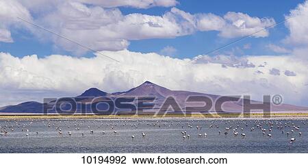 Tara Salt Flat, Salar de Atacama; San Pedro de Atacama, Antofagasta Region, Chile View Large Photo Image Stock Image - Tara Salt Flat, Salar de Atacama; San Pedro de Atacama, Antofagasta Region, Chile. Fotosearch