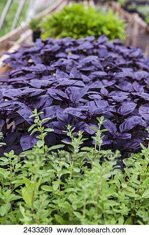 The dark purple leaves of Red Rubin Basil plants growing in a greenhouse for transplanting; Brandon, Ontario, Canada View Large Photo Image Stock Photo - The dark purple leaves of Red Rubin Basil plants growing in a greenhouse for transplanting; Brandon, Ontario, Canada. Fotosearch