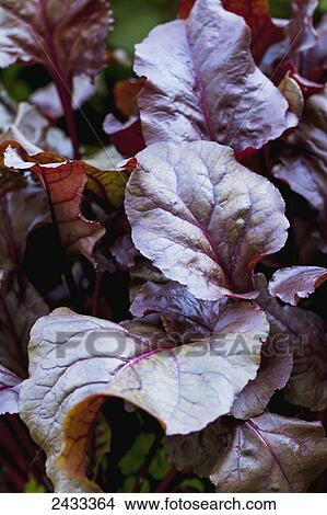 Picture - The dark red leaves of Bull's Blood Beets; Toronto, Ontario, Canada. Fotosearch