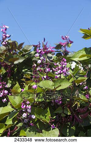 Stock Photo - The distinctive purple flowers, dark purple pods and green and purple leaves of Lablab purpureus, commonly known as the hyacinth bean; Toronto, Ontario, Canada. Fotosearch