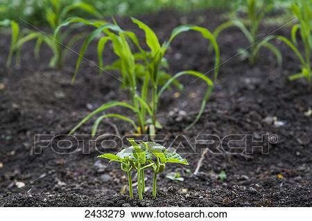 Stock Photo - The Three Sisters, a North American aboriginal growing practise where corn, beans, and squash are grown together and support each other's growth requirements; Toronto, Ontario, Canada. Fotosearch