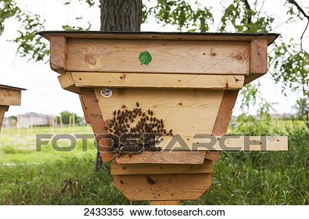 Stock Photography - Top bar beehive; Toronto, Ontario, Canada. Fotosearch