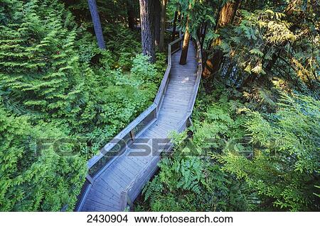 Trail in the forest at the Capilano Suspension Bridge; Vancouver, British Columbia, Canada View Large Photo Image Picture - Trail in the forest at the Capilano Suspension Bridge; Vancouver, British Columbia, Canada. Fotosearch