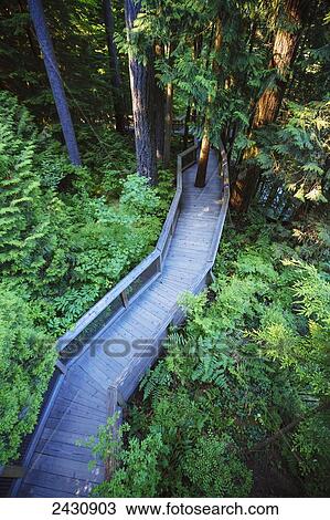 Trail in the forest at the Capilano Suspension Bridge; Vancouver, British Columbia, Canada View Large Photo Image Stock Image - Trail in the forest at the Capilano Suspension Bridge; Vancouver, British Columbia, Canada. Fotosearch