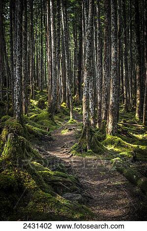 Stock Image - Trail through the rainforest outside of Cordova, Southcentral Alaska; Alaska, United States of America. Fotosearch