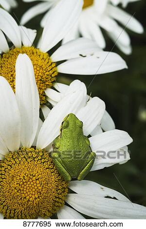 Tree frog rests on a daisy; Astoria, Oregon, United States of America View Large Photo Image Stock Photography - Tree frog rests on a daisy; Astoria, Oregon, United States of America. Fotosearch