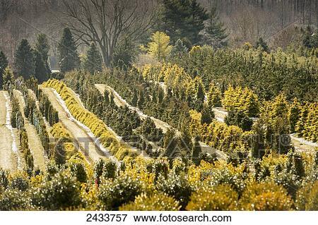 Stock Photo - Tree nursery; Street, Maryland, United States of America. Fotosearch