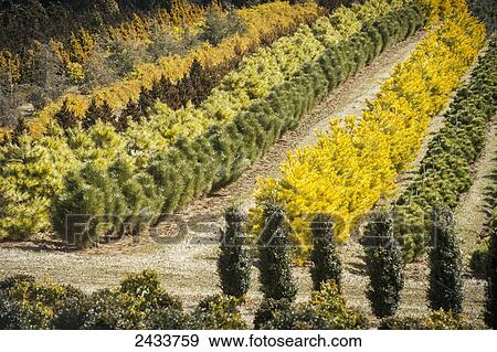 Tree nursery; Street, Maryland, United States of America View Large Photo Image Stock Photo - Tree nursery; Street, Maryland, United States of America. Fotosearch