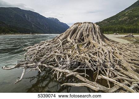 Tree stump and roots along the shores of Buttle Lake, Strathcona Provincial Park; British Columbia, Canada View Large Photo Image Picture - Tree stump and roots along the shores of Buttle Lake, Strathcona Provincial Park; British Columbia, Canada. Fotosearch