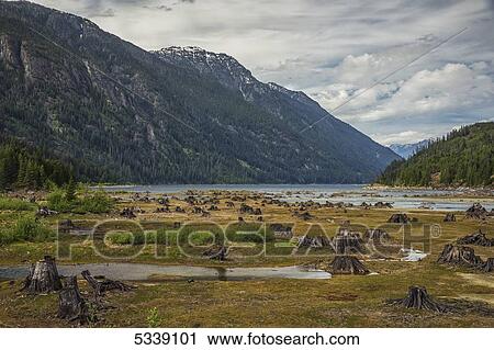 Stock Image - Tree stumps line the shoreline at the southern end of Buttle Lake, Strathcona Provncial Park; British Columbia, Canada. Fotosearch