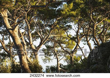 Picture - Trees and blue sky; Portofino, Liguria, Italy. Fotosearch