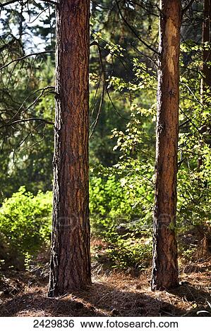 Trees in a forest, Okanagan North Provincial Campsite; Mayne Island, British Columbia, Canada View Large Photo Image Stock Photograph - Trees in a forest, Okanagan North Provincial Campsite; Mayne Island, British Columbia, Canada. Fotosearch