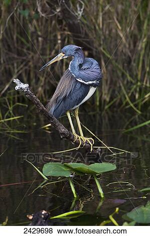 Stock Photo - Tricoloured heron (Egretta tricolor) perched on branch above wetland pond with water lilies, Everglades National Park; Florida, United States of America. Fotosearch