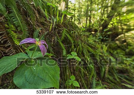 Trillium growing in a forest; British Columbia, Canada View Large Photo Image Stock Photo - Trillium growing in a forest; British Columbia, Canada. Fotosearch