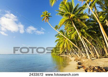 Tropical island with palm trees and blue ocean; Raiatea, French Polynesia View Large Photo Image Stock Image - Tropical island with palm trees and blue ocean; Raiatea, French Polynesia. Fotosearch