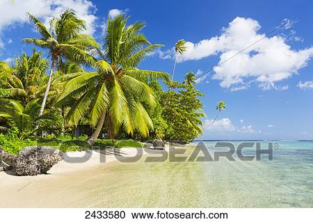 Tropical sunny island with palm trees and blue ocean; Raiatea, French Polynesia View Large Photo Image Stock Image - Tropical sunny island with palm trees and blue ocean; Raiatea, French Polynesia. Fotosearch