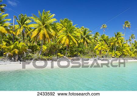 Tropical sunny island with palm trees and blue ocean; Tikehau, French Polynesia View Large Photo Image Stock Image - Tropical sunny island with palm trees and blue ocean; Tikehau, French Polynesia. Fotosearch
