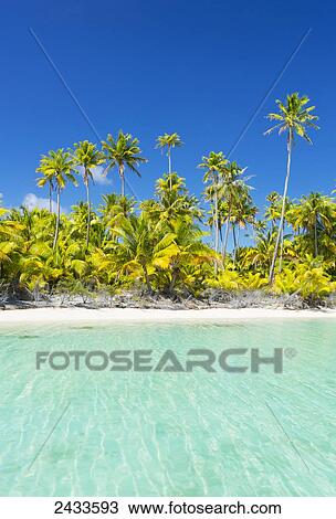 Tropical sunny island with palm trees and blue ocean; Tikehau, French Polynesia View Large Photo Image Stock Image - Tropical sunny island with palm trees and blue ocean; Tikehau, French Polynesia. Fotosearch